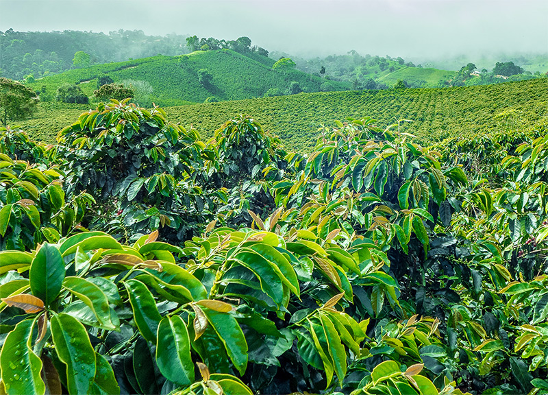 Coffee plants in the wild